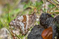 Ecuadorian Lasio Lasiophila palades limes