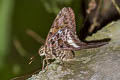 White-crescent Longtail Codatractus alcaeus apulia