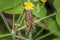 White-crescent Longtail Codatractus alcaeus apulia