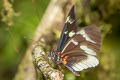 White-edged Longwing Heliconius eleuchia primularis