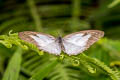 White Satyr Pareuptychia ocirrhoe ssp. (Double-white Satyr)