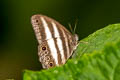 White Satyr Pareuptychia ocirrhoe ssp. (Double-white Satyr)