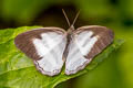 White Satyr Pareuptychia ocirrhoe ssp. (Double-white Satyr)