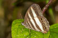 White Satyr Pareuptychia ocirrhoe ssp. (Double-white Satyr)