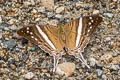 White-striped Daggerwnig Marpesia crethon