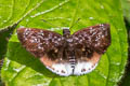 White-tipped Skipper Spioniades abbreviata anta