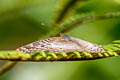 White Peacock Anartia jatrophae jatrophae