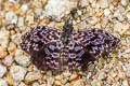 Widespread Bent Skipper Cycloglypha thrasibulus ssp.