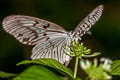 Blanchard's Tree Nymph Idea blanchardii blanchardii