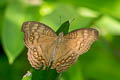 Brown Pansy Junonia hedonia zelima (Brown Soldier)