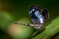 Cape York Aeroplane Pantoporia venilia anceps