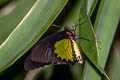 Common Birdwing Troides helena hephaestus