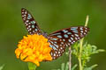 Common Blue Tiger Tirumala hamata subnubila (Blue Wanderer)