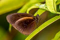 Double-branded Blue Crow Euploea sylvester doleschalii