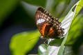 Eastern Red Lacewing Cethosia cydippe damasippe