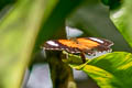 Eastern Red Lacewing Cethosia cydippe schoutensis