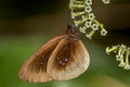 Euploea netscheri netscheri