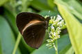 Euploea wallacei confusa