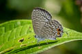 Felder's Lineblue Catopyrops ancyra mysia