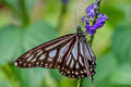 Grey Glassy Tiger Ideopsis juventa tontoliensis