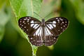 Grey Glassy Tiger Ideopsis juventa purpurata