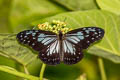 Grey Glassy Tiger Ideopsis juventa purpurata