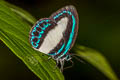 Large Green-banded Blue Danis danis philostratus