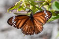 Malay Tiger Danaus affinis ferruginea (Swamp Tiger, Mangrove Tiger)