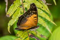 Northern Argus Junonia erigone iona