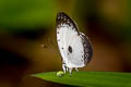 Pied Blue Pithecops dionisius