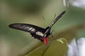 Red-bodied Swallowtail Atrophaneura polydorus meforanus