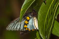 Rippon's Birdwing Troides hypolitus cellularis