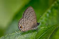 Rounded Sixline Blue Nacaduba berenice ssp.