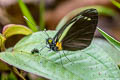 Black-veined Green-eyed White Leptophobia cinerea menthe