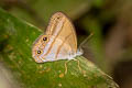 Blue-smudged Satyr Amiga arnaca (Blue-vented Blue Satyr)