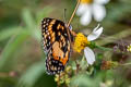 Bordered Patch Chlosyne lacinia saundersi