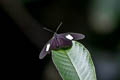 Cattleheart White Archonias brassolis ssp.