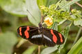 Cherry-barred Longwing Heliconius telesiphe ssp.