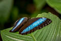 Common Morpho Morpho helenor papirius