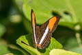 Cytherea Sister Adelpha cytherea cytherea