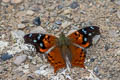 Double-dotted Mapwing Hypanartia kefersteini