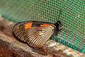 Gaudy Altinote Altinote negra demonica (White-bordered Actinote)