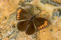 Lymanopoda acraeida ssp.