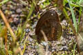 Manerebia cyclopina cyclopina