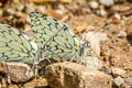 Marchal's White Hesperocharis marchalii