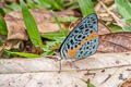 Orange-rayed Purplewing Eunica sophonisba agele