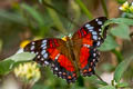 Red Peacock Anartia amathea amathea