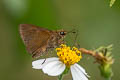 Redundant Skipper Corticea corticea