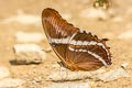 Rusty-tipped Page Siproeta epaphus epaphus