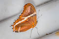 Rusty-tipped Page Siproeta epaphus epaphus